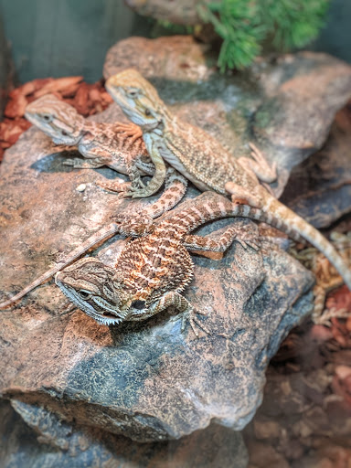 Pet Supply Store «Pet Valu», reviews and photos, 7750 Brandt Pike, Huber Heights, OH 45424, USA