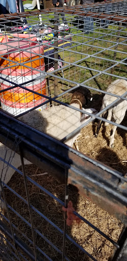 Flea Market «Las Esperanza Flea Market», reviews and photos, 18820 Pleasanton Rd, San Antonio, TX 78221, USA