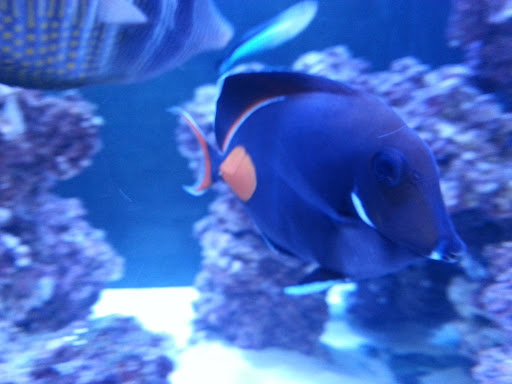 Tropical Fish Store «Reef Oasis», reviews and photos, 7669 Mentor Ave, Mentor, OH 44060, USA