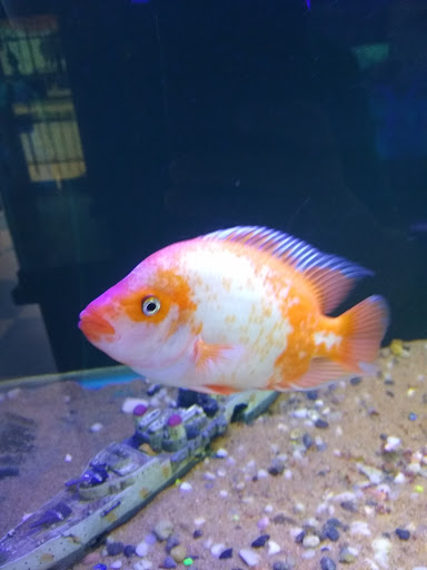 Pet Store «Fish & Pets Ranch», reviews and photos, 10100 Kleckley Dr, Houston, TX 77075, USA