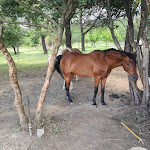 Photo n°3 de l'avis de Lanfranco.a fait le 12/06/2023 à 08:21 sur le  La Fattoria di Valentino à Frattocchie