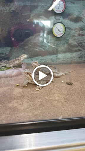 Pet Supply Store «Petco Animal Supplies», reviews and photos, 3551 W Hillsboro Blvd, Deerfield Beach, FL 33442, USA