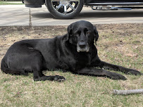 Gentle Paws Pet Grooming - Photo 7 - Car repair in Appleton, WI, Appleton