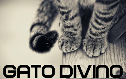 Gato Divino (Tarot/Angel Cards Reader)