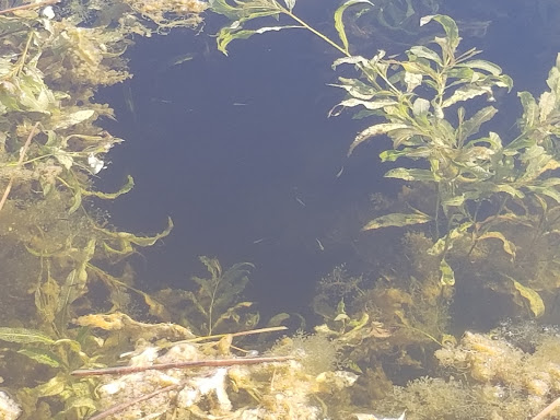 Nature Preserve «Chapel Trail Nature Preserve», reviews and photos, 19800 Sheridan St, Fort Lauderdale, FL 33332, USA