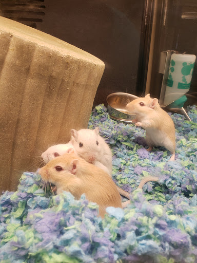 Pet Supply Store «PetSmart», reviews and photos, 6370 North Point Pkwy, Alpharetta, GA 30022, USA