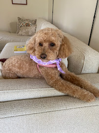 Snazzy Jazzy's Pet Salon Towson - Photo 4 - Car repair in Towson, MD, Baltimore