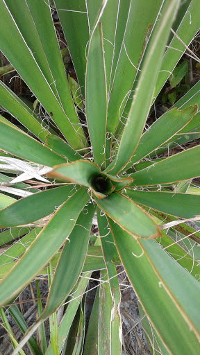 Nature Preserve «Rye Preserve», reviews and photos, 905 Rye Wilderness Trail, Parrish, FL 34219, USA