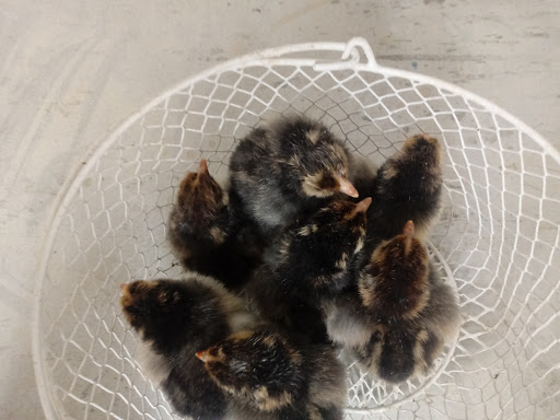 Poultry Farm «R Farm», reviews and photos, 1041 Farm-To-Market 2537, San Antonio, TX 78221, USA