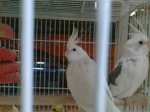 Pet Store «Louis Birds Pets & Supplies», reviews and photos, 80 Keyes St, San Jose, CA 95122, USA