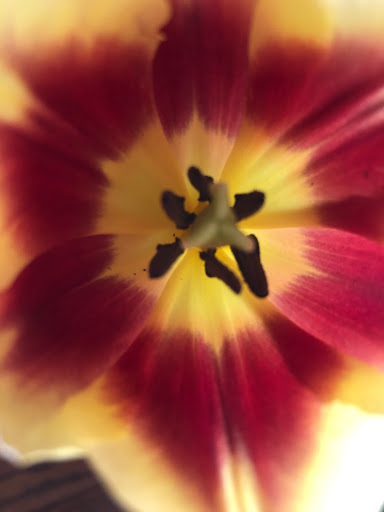 Florist «French Florist», reviews and photos, 8658 W Pico Blvd, Los Angeles, CA 90035, USA