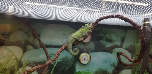Petco image