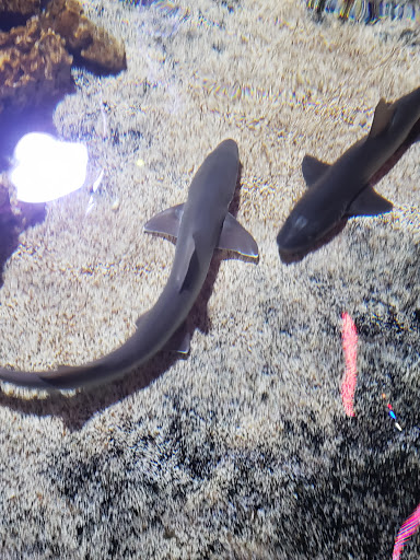 Aquarium «SeaQuest Interactive Aquarium Las Vegas», reviews and photos, 3528 S Maryland Pkwy #340, Las Vegas, NV 89169, USA