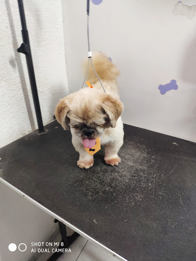 Pet Colosso em São José dos Campos - SP