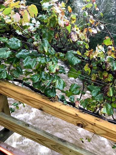 Vineyard «Grandfather Vineyard & Winery», reviews and photos, 225 Vineyard Ln, Banner Elk, NC 28604, USA