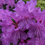 Photo n°9 de l'avis de Daniela.. fait le 26/04/2021 à 07:55 sur le  Schloss Eckberg à Dresden