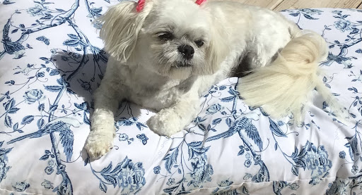 Main Street Groomers