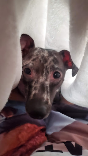 Pet Supply Store «Petco Animal Supplies», reviews and photos, 438 Southbridge St, Auburn, MA 01501, USA