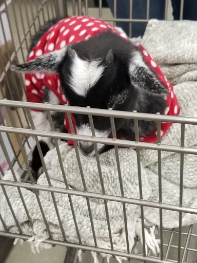 Pet Supply Store «Petco Animal Supplies», reviews and photos, 6720 Fox Centre Pkwy, Gloucester Courthouse, VA 23061, USA