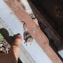 Integrity Rodent Solutions - Photo 7 - Car repair in Martinez, CA, Concord