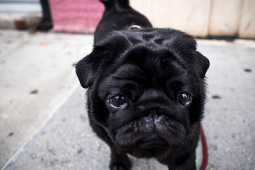 Happy Dogs Southside