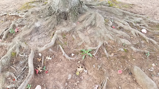 Park «Roosevelt Park», reviews and photos, Roosevelt Dr, Edison, NJ 08837, USA