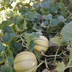 Photo n° 12 de l'avis de genevieve.a fait le 11/09/2018 à 07:01 pour Jardinerie Vittoz à Sougy-sur-Loire