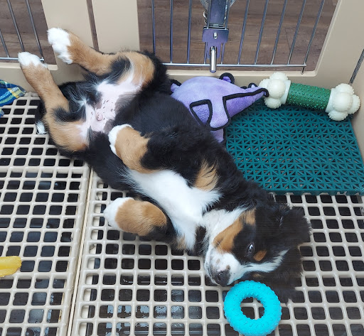 Pet Store «Petland», reviews and photos, 5470 Dixie Hwy, Fairfield, OH 45014, USA