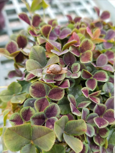 Garden Center «Quality Gardens», reviews and photos, 409 PA-228, Valencia, PA 16059, USA