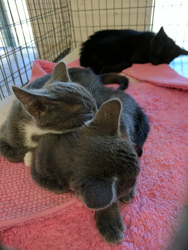 Pet Supply Store «Petco Animal Supplies», reviews and photos, 1301 S California Blvd, Walnut Creek, CA 94596, USA