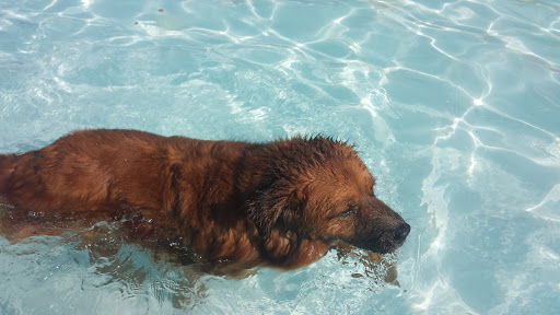 Water Park «Bedford Splash», reviews and photos, 2801 Forest Ridge Dr, Bedford, TX 76021, USA