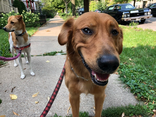 Dog sitter Chicago