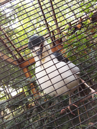 Nature Preserve «Lincoln Marsh», reviews and photos, Harrison Ave & Pierce Ave, Wheaton, IL 60187, USA
