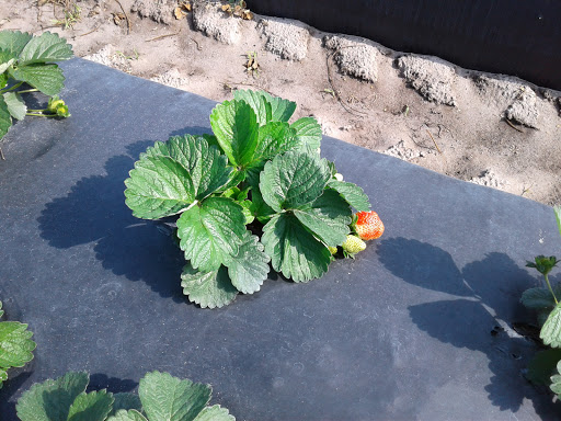 Produce Wholesaler «Goodson Farms Inc.», reviews and photos, 12405 Balm Rd, Balm, FL 33503, USA