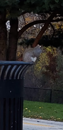 Park «Skokie Northshore Sculpture Park», reviews and photos, McCormick Blvd, Skokie, IL 60076, USA