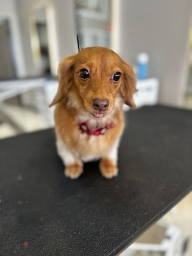 Ultimate Dog Grooming