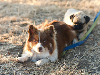 Best Friends Dog Care