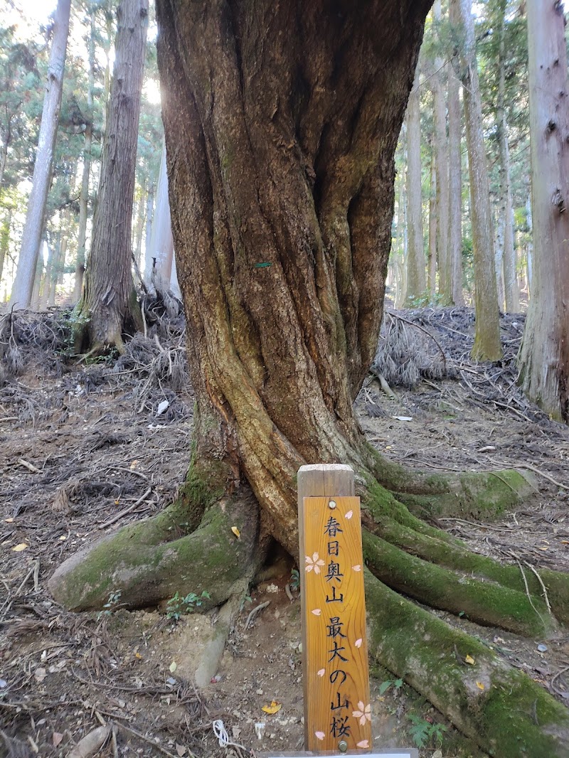 奈良奥山最大の山桜