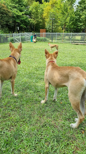 Dog Run @ Punggol Waterway Park - Other
