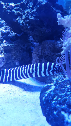 Aquarium «Fish Collection Inc», reviews and photos, 1609 NE 163rd St, North Miami Beach, FL 33162, USA