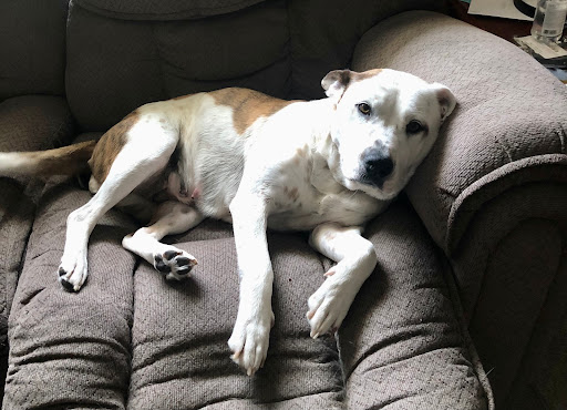 Mentor Animal Hospital image