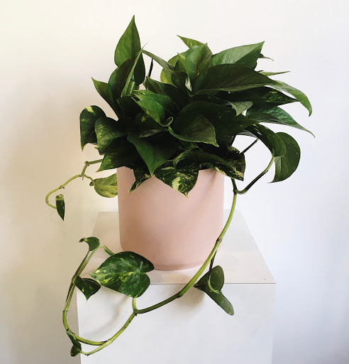 Florist «A Village of Flowers», reviews and photos, 1712 21st Ave S, Nashville, TN 37212, USA