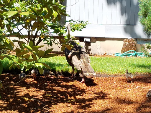 Golf Course «Oakway Golf Course», reviews and photos, 2000 Cal Young Rd, Eugene, OR 97401, USA