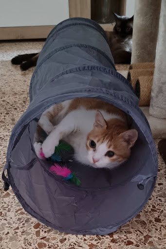 Clínica Veterinaria Gran Alacant Exotics en Gran Alacant