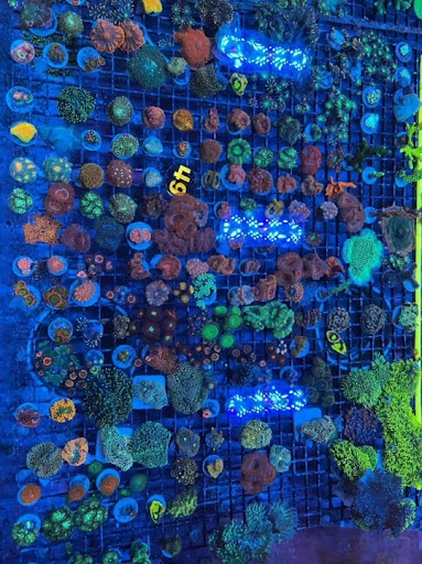 Pet Store «Sea King Aquariums», reviews and photos, 12005 NE 12th St #29, Bellevue, WA 98005, USA