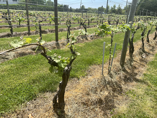 Vineyard «Wölffer Estate Vineyard», reviews and photos, 139 Sagg Rd, Sagaponack, NY 11962, USA