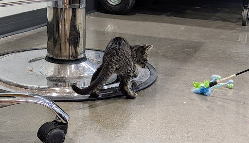 Pet Supply Store «Petco Animal Supplies», reviews and photos, 12444 NW 10th St #301, Yukon, OK 73099, USA