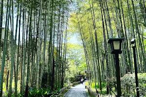 Bamboo Forest Path image