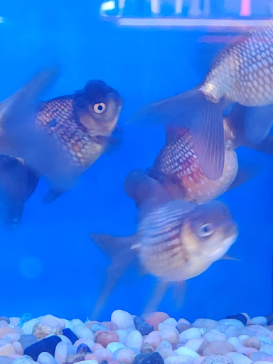 Tropical Fish Store «Stingray Bay», reviews and photos, 17800 E 9 Mile Rd, Eastpointe, MI 48021, USA