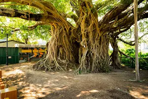 Kam Tin Tree House image